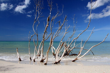 Mangrove trees with shells at Caladesi Island State Park near Tampa, Florida.
