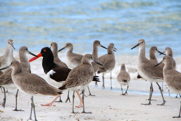 Willets and an American Oystercatcher shorebirds at Caladesi Island State Park, near Tampa, Florida.