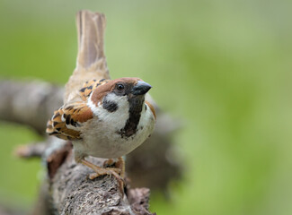 Male Eurasian tree sparrow (Passer montanus) courtship and lekking display with lifted tail and strong posture 