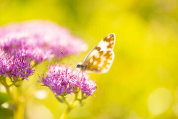 A butterfly is gathering honey
