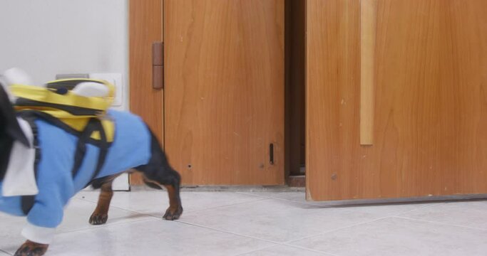 Dog dachshund in school uniform with backpack quietly enters door, returns home after school, shamed loser sneaks into room. Student is late for lesson, embarrassed, neatly silently enters classroom