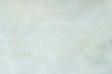 White fur background of blanket and rug carpet with soft fluffy furry texture hair cloth of...