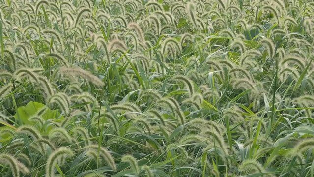 green foxtail bristlegrass millet grass bush with wind 4k clip