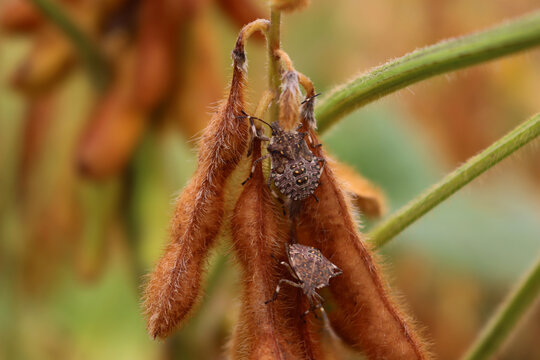 Close-up of  many brown marmorated shield bugs on soybean plant with copy space. Halyomorpha halys insect at nymph stage in italy