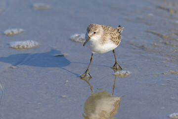 A Broad Billed Sandpiper running along the shore of the sea