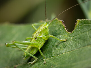 A Great green bush cricket resting on a leaf