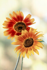 Słoneczniki © mycatherina