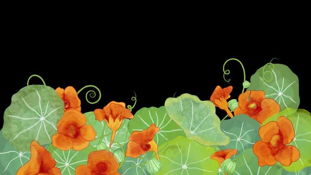 
Animated nasturtiums watercolor illustrations for wallpapers, promotional posters, social media, web design with transparent background alpha channel