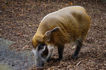 Nahaufnahme Pinselohrschwein frisst aus einer Pfütze Portrait