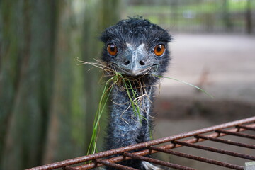 Portrait großer Emu mit bernsteinfarbenen braunen Augen schaut in die Kamera mit Gras im Schnabel