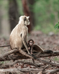  black-footed gray langur