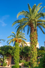 Fototapeta na wymiar Beautiful big palms in the garden. Vertical view