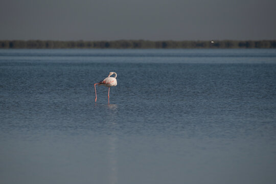 Flamingo gracefully wading through the picturesque mangroves of Umm Al Qwain, United Arab Emirates. Wildlife of the Middle East and the Arabian Peninsula.