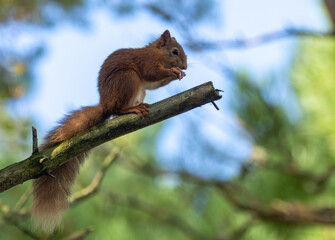 Hungry little scottish red squirrel eating a nut in the woodland