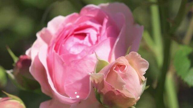 beautiful pink roses buds blooming in garden at sunny day . macro