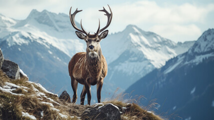 Mountain Deer with Snowy Mountain in the Background - Wildlife in Its Natural Habitat