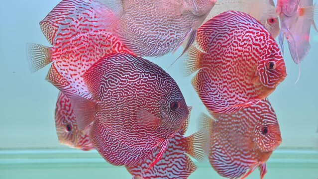 Pompadour Fish Images – Browse 13,370 Stock Photos, Vectors, and