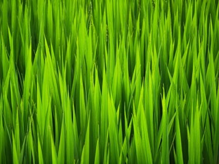 Fototapeta na wymiar fresh green rice leaves abstract texture staple plant paddy closeup view farm field background