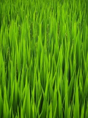 fresh green rice leaves abstract texture staple plant paddy closeup view farm field background
