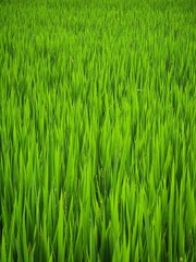 fresh green rice leaves abstract texture staple plant paddy closeup view farm field background