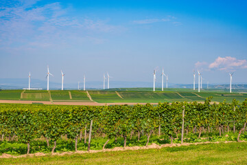 Hike in autumn through the vineyards of Rheinhessen/Germany with a wind farm in the background