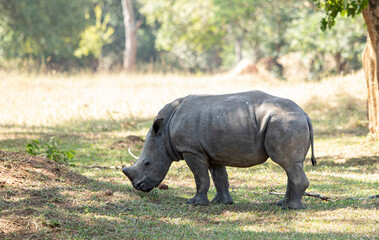 Obraz premium Juvenile White Rhinoceras, Ceratotherium simum, grazing in a national park in Uganda