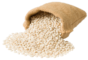 Raw highland barley in the sack, isolated on white background.