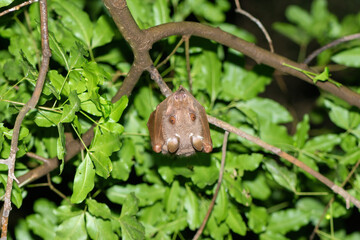 An adorable Wahlberg's epauletted fruit bat (Epomophorus wahlbergi) hanging from a branch in a tree