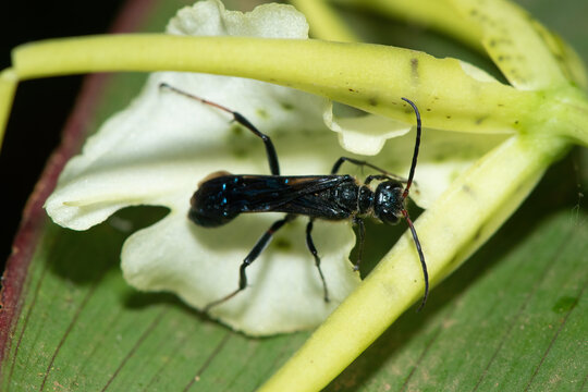 Blue Mud-dauber Wasp (Chalybion) pollinating a brassia flower