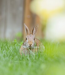 rabbit in the grass 2