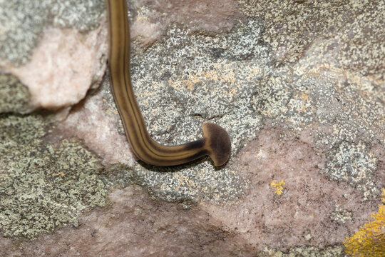 Shovel-headed Garden Worm (Bipalium kewense), also known as the hammerhead flatworm, is a predatory land planarian, which feeds on earthworms