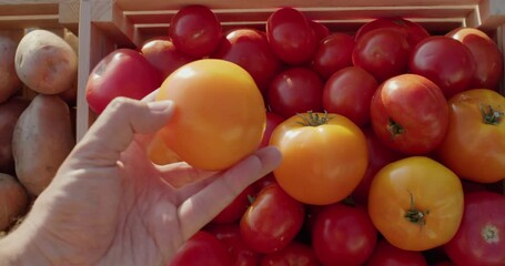 A customer's hand holds yellow tomato over the counter at a farmers' market. POV view
