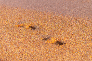 Barefoot footprints on the golden sand of the sea coast. Summer and sea symbol