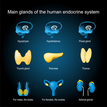 Glands of a human endocrine system