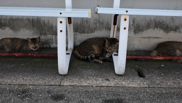 Sleeping cats under a bench in Cat Island, Ainoshima Island, Shingu, Japan