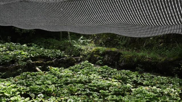 Cultivation of wasabi crops, Shizuoka prefecture, Izu, Japan