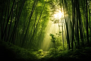 Gordijnen Landscape of asian bamboo forest with morning sunlight © Маргарита Вайс
