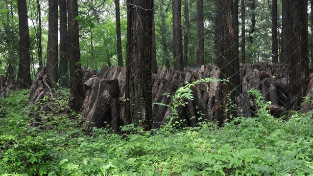 Shiitake mushrooms cultivation in the forest, Shizuoka prefecture, Izu, Japan