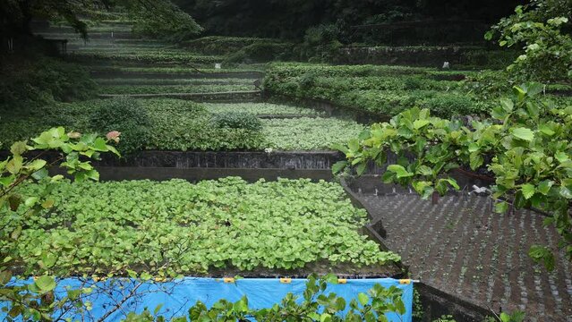 Cultivation of wasabi crops in the hills, Shizuoka prefecture, Ikadaba, Japan