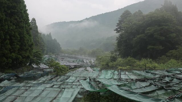 Cultivation of wasabi crops in the hills, Shizuoka prefecture, Ikadaba, Japan