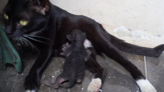 the kitten is breastfeeding, baby kitten, nursing