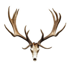 Antler Decor isolated on transparent background