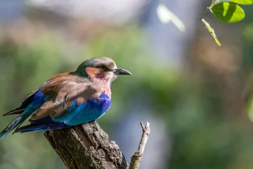 Foto auf Leinwand mooie kleurrijke vogel © franky