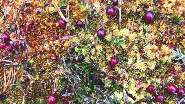 Large cranberry berries on a bush with red leaves. Cranberries ripen in a swamp in the northern lands. Marsh cranberries in the swamp, a lot of berries on a moss pillow. Harvesting berries