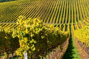Fototapeta premium A vineyard in south Salem, Oregon just starting to show fall colors