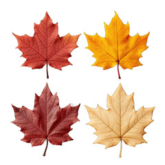 Maple Leaf Coasters isolated on transparent background