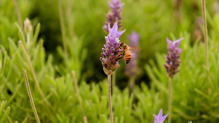 Abelha em close-up polinizando uma flor colorida em um dia ensolarado, destacando detalhes vibrantes e naturais