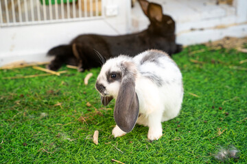 White fold-eared rabbit with long grey ears and black rabbit in zoo enclosure. Close up