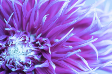 Abstract image of purple dahlia petals. Autumn floral background..Selective focus.