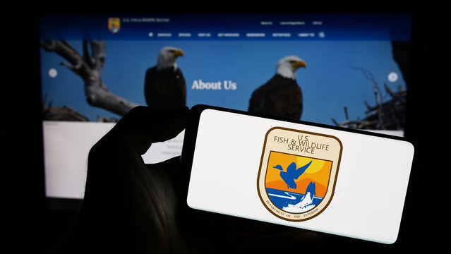 Stuttgart, Germany - 09-17-2023: Person holding mobile phone with seal of United States Fish and Wildlife Service (FWS) on screen in front of web page. Focus on phone display.